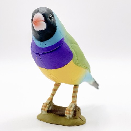 Gouldian fringuello nero