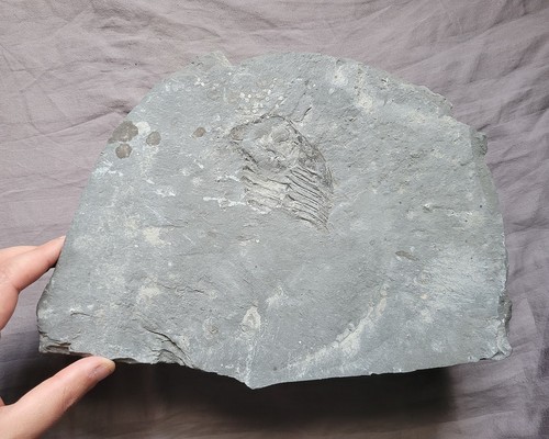 Rarissimo arctinurus boltoni - rarissimo,