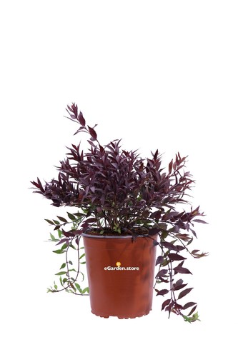 Pianta deutzia gracilis - pianta,
