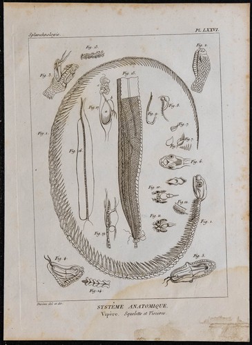 1825 scheletro e viscères - e,