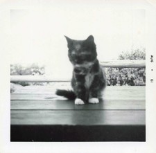 Vtg photo 1961 animal pet - vtg,