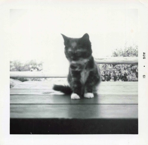 Foto epoca 1961 animale - foto, d'epoca