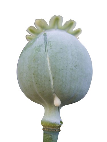 000 semi papaver - 20.000,