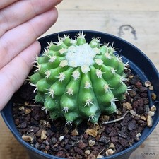 Echinocactus grusonii inermis