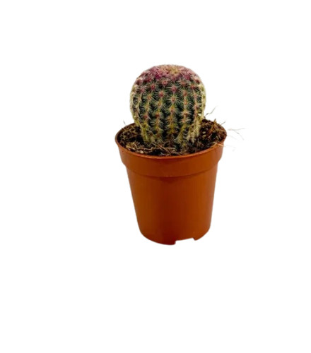 Echinocactus oltre - echinocactus,