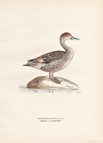 Anatra spiedino pintail anatre - spiedino,