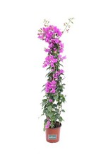 pianta di Bougainvillea
