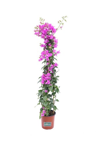 Pianta bougainvillea - di,