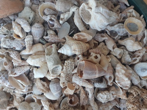 Conchiglie mare mix 300 - conchiglie, di