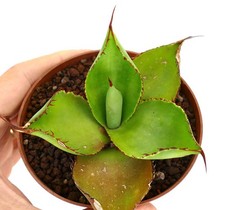 Agave celsii x bovicornuta - Agave Celsii | Agave corno di mucca