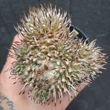 Turbinicarpus panarottoi