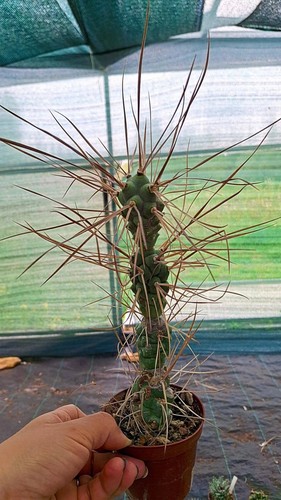 Tephrocactus aoracanthus
