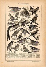 Stampa antica uccelli passeriformi Passero Frosone Fringuello 1910 Old print