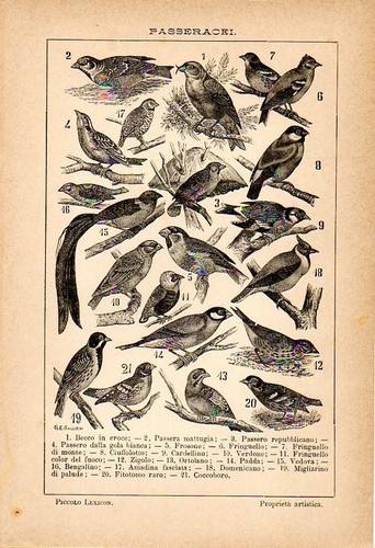 Stampa antica uccelli