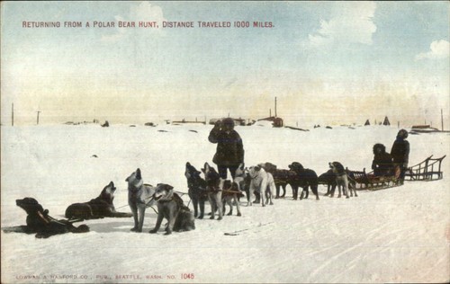 Cartolina alaska sled dog - dog, team