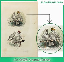 Stampa antica acquerellata ornitologia pappagalli Cacatua kakatoes uccelli 132