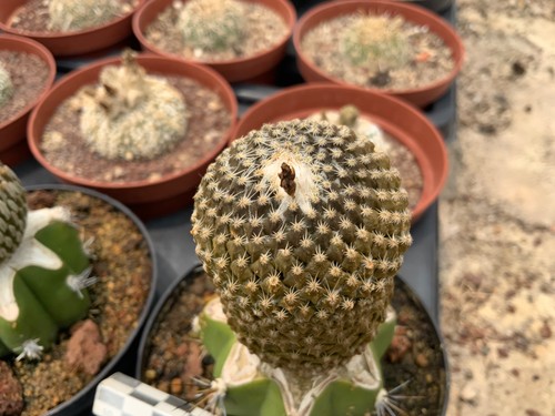 395 pelecyphora strobiliformis - pelecyphora,