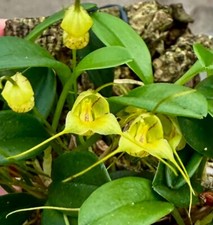 Masdevallia Species 'Alba Tubes' orchidea legata orchidee