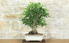 Bonsai melo fiore - di, (147)