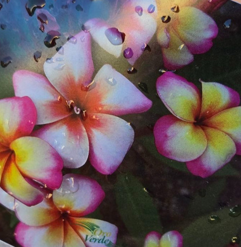 Frangipani plumeria - plumeria,