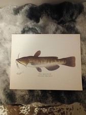 S.F Denton, La Testa di Toro