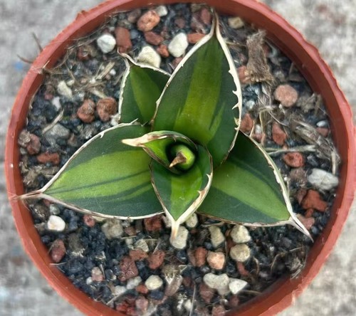 Rara pianta cactus 5 - rara, cm