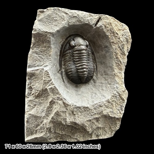 Rare cornuproetus cornutus - rare,
