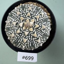 Prezzo di vendita flash 7 cm