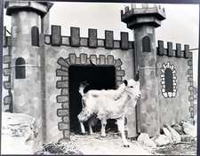 Foto vintage Unicorno Ft 35400 - Stampa 27x37 cm