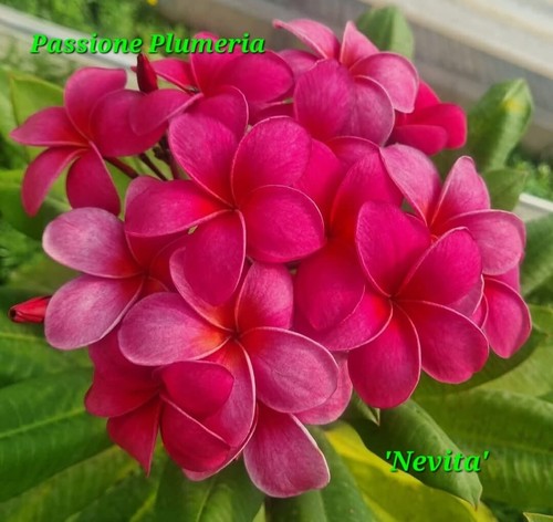Talea plumeria - talea,