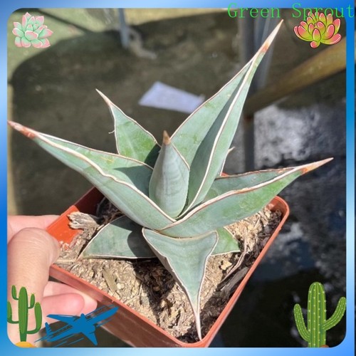 Pianta cactus succulenta - pianta, di
