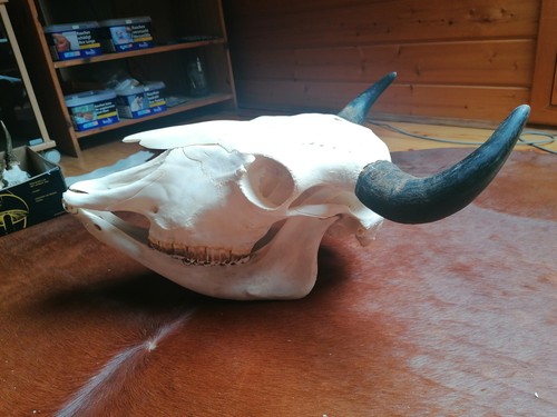 Bisonte teschio manzo - bisonte,,