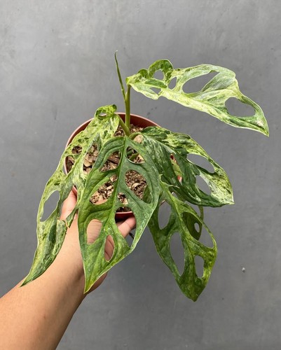 Monstera adansonii variegata - monstera, |
