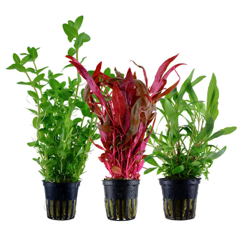 Aquaone set piante - set, 3