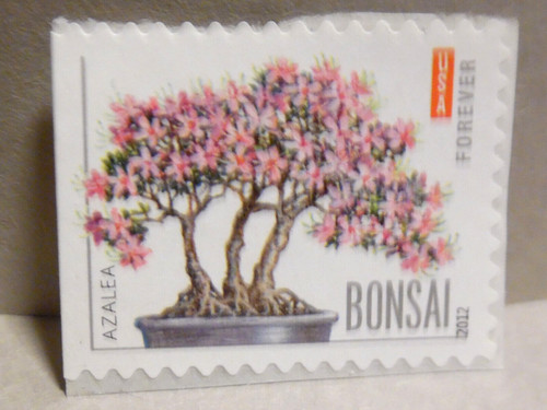 Scott 4622 bonsai di - scott,