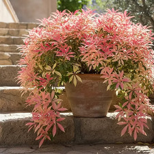 Sale2336 pieris japonski - pieris,
