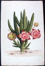 1768, PHILIP MILLER ACQUERELLO GRANDE FOGLIO SUPERBA STAFELIA HIRSUTA UGB