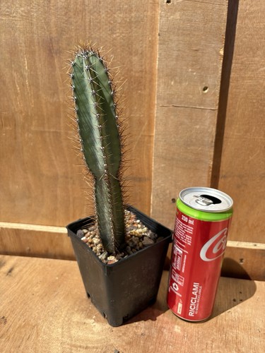 Cereus forbesii - cereus,