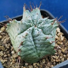 Euphorbia horrida "snowflake"