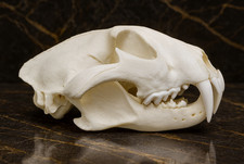 Magnifico enorme teschio di