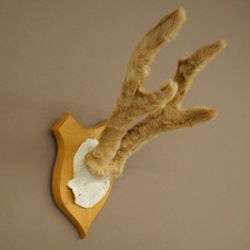 Corna Di Capriolo Targa Trofeo