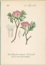 Chromolithographie 