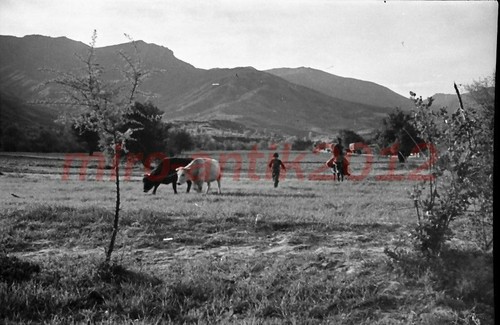 Foto negativo ww2 colonna - ww2,,