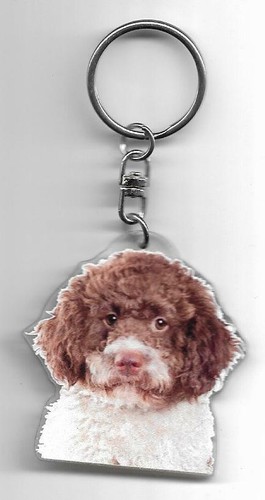 Lagotto romagnolo chien porte - romagnolo,