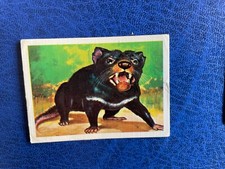 ED. DELL'ARTE  ANIMALI DEL MONDO DIAVOLO DI TASMANIA N 49