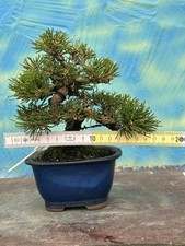 Bonsai di Joe pino nero SHOHIN