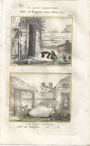 Stampa antica coniglio - antica,
