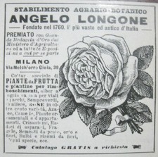 pubblicita STABILIMENTO AGRARIO PIANTE FRUTTA ANGELO LONGONE 1926 