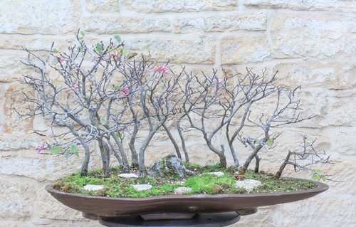 Boschetto cercis albero - di,