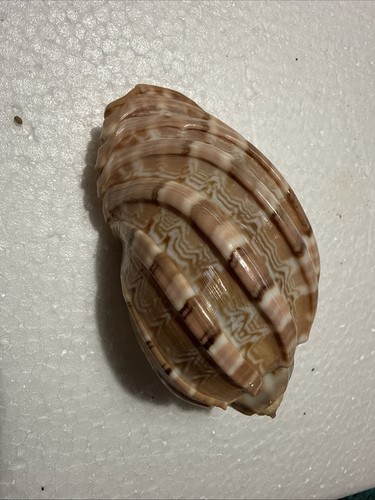 Harpidae harpa articolaris - harpa,